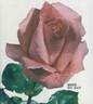 Mers du Sud rose photo
