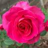 American Maid rose photo