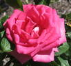 Crowd Pleaser ™ rose photo