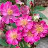 Yesterday ® rose photo