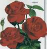 Vesuve rose photo