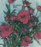 Scarlet Gem ® rose photo