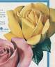 Kabuki ® rose photo
