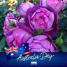 Dusky Moon rose photo