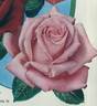 Princesse Margaret d'Angleterre rose photo