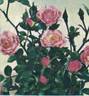 Rosada rose photo