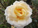 Téléthon ® rose photo