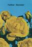 Yellow Hammer rose photo