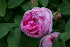 Marie de Blois rose photo