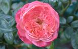 Renmark's Rose rose photo