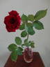 Princeps rose photo