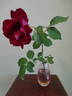 Princeps rose photo