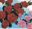 Rusticana ® rose photo