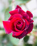 Osiria rose photo