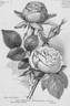 Madame Gabriel Luizet rose photo