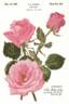 Pink Parasol rose photo