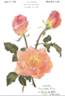 Merry-Go-Round rose photo