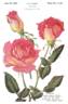 Havana rose photo
