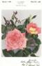 Love Song rose photo