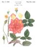 Fascinating rose photo