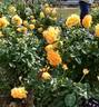 Goldelse ® rose photo