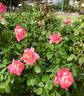 Elegant Lady rose photo