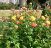 Tropical Sherbet rose photo