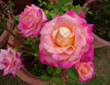 Apéritif rose photo
