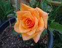 Apricot rose photo