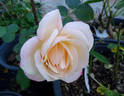 Apricot Queen Elizabeth rose photo