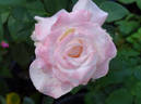 April In Paris ™ rose photo