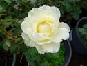 Auckland Metro rose photo