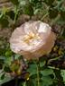 Fragrant Blush ™ rose photo