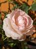 Fragrant Blush ™ rose photo