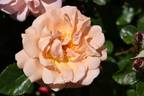 Étiennette de Bourgogne rose photo