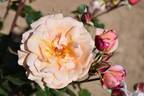 Étiennette de Bourgogne rose photo