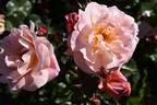 Étiennette de Bourgogne rose photo