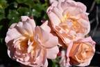 Étiennette de Bourgogne rose photo