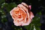 Étiennette de Bourgogne rose photo