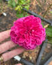 Sir John Betjeman rose photo
