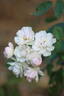 Anne-Maria Montravel rose photo