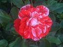 Tiger Tail rose photo