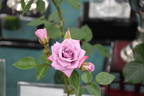 Vista ™ rose photo