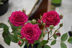 Valerie Jeanne rose photo