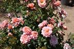 Étiennette de Bourgogne rose photo