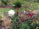 Mrs. David McKee rose photo