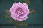 Gra's Blue rose photo