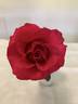 Kathie rose photo