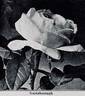 Gainsborough rose photo