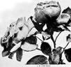 J. B. Clark rose photo